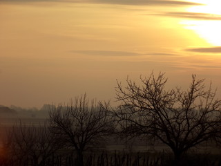 sunset in the forest