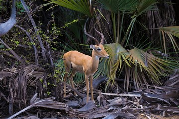 Tanzania. Antelopes impala in Mikumi park
