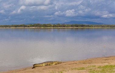 Fototapeta na wymiar Kenya. Crocodile in Masai Mara park