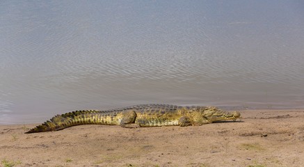 Kenya. Crocodile in Masai Mara park