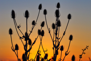 View of teasel (dipsacus fullonum) plant silhouette against sunset
