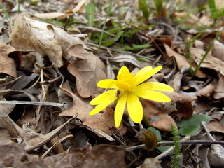 yellow flower in the forest