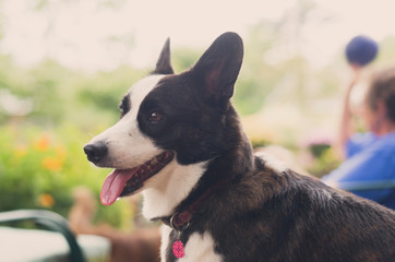 portrait of a dog