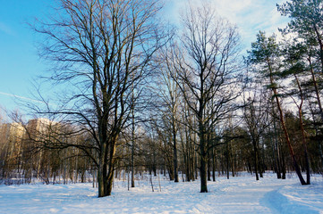 winter landscape city park