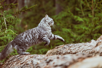Fototapeta na wymiar gray cat mackerel is walking in the woods