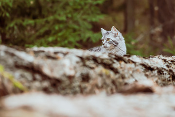 gray cat mackerel is walking in the woods