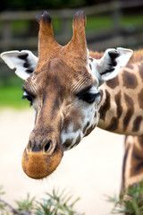 portrait of a giraffe on the background of green foliage