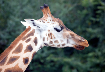 portrait of a giraffe on the background of green foliage