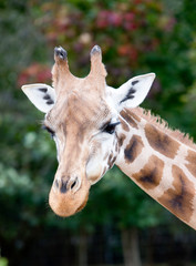 portrait of a giraffe on the background of green foliage
