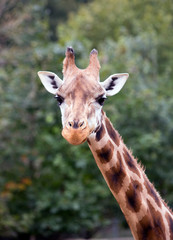 portrait of a giraffe on the background of green foliage
