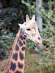 portrait of a giraffe on the background of green foliage