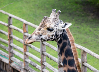 giraffe portrait on green grass background..