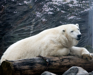 Polar white bear.