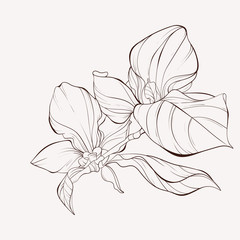 Sketch Floral Botany Collection. Magnolia flower drawings. Black and white with line art on white backgrounds. Hand Drawn Botanical Illustrations.