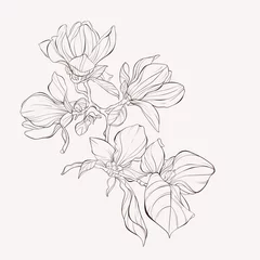 Skizzen-Blumen-Botanik-Sammlung. Magnolienblumenzeichnungen. Schwarzweiß mit Strichzeichnungen auf weißem Hintergrund. Handgezeichnete botanische Illustrationen. © j_bunina