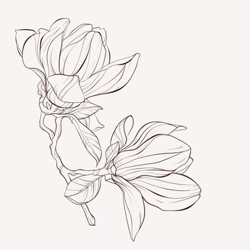 Sketch Floral Botany Collection. Magnolia flower drawings. Black and white with line art on white backgrounds. Hand Drawn Botanical Illustrations.