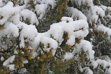 view of the park after a snowfall