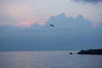 Fototapeta na wymiar P8081046 sunrise seagull