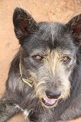 Fototapeta premium Black dog cute is staring on floor