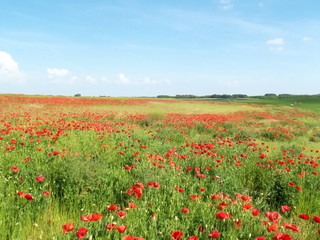poppy field of red poppies by the plow land