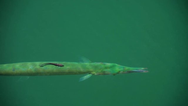 Needlefish under the sea surface