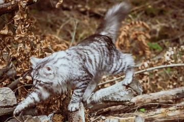 gray cat mackerel is walking in the woods