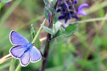 Bläuling