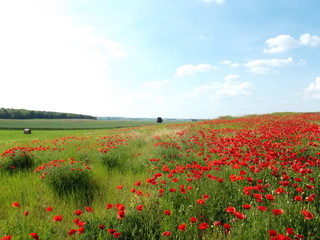 Poppy field of red poppies by the plow land