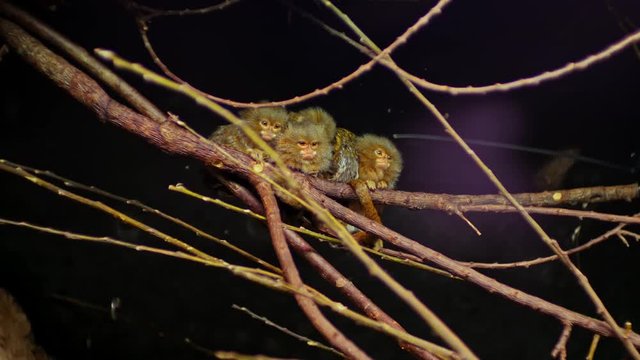 Pygmy marmosets, small species of New World monkey