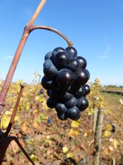 Dunkelrote glänzende Weintraube mit Weinberg