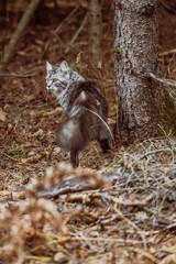gray cat mackerel is walking in the woods
