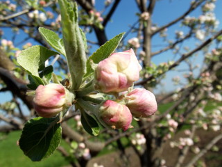 apple tree blossom