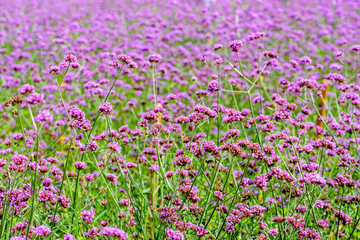 Verbena Bonariensis flower field