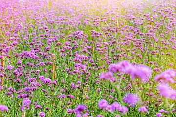 Naklejka premium Verbena Bonariensis flower field
