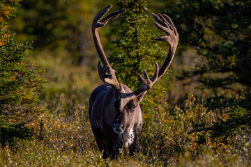 The reindeer also known as the caribou in North America, is a species of deer with circumpolar distribution, native to Arctic and mountainous regions of northern Europe, Siberia, and North America. © Marek