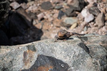 Canary lizard 