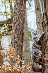gray cat mackerel is walking in the woods