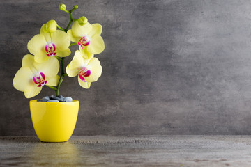 Yellow orchid on the grey background.