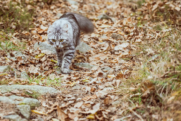 gray cat mackerel is walking in the woods