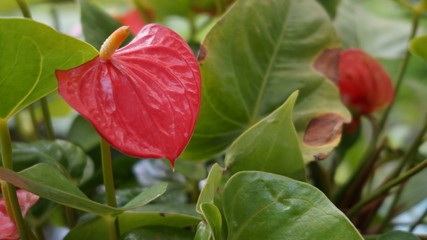 red tulip in the garden