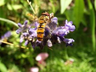 insect on a flower