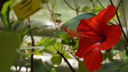 red flowers in the garden