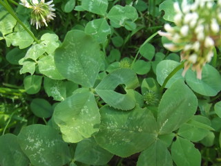 green leaves in the forest
