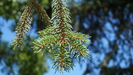 branch of a tree