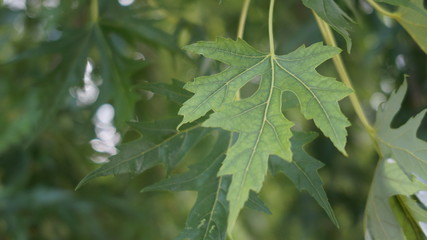 leaves of tree