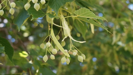branch of tree in spring