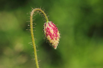 Close-up of poppy bud on the summer field.