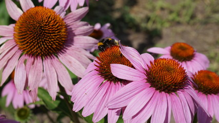 bee on flower