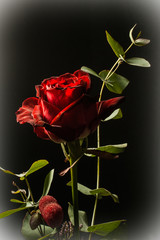 Rosenrot zum Valentinstag
