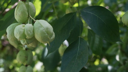 green bunches on a tree